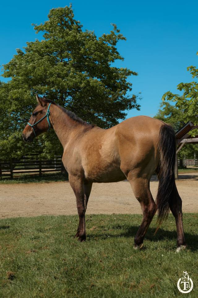 Castrone Paint Horse In vendita 2023 Dun ,  PWS SAWNY STAR (Q5978152)