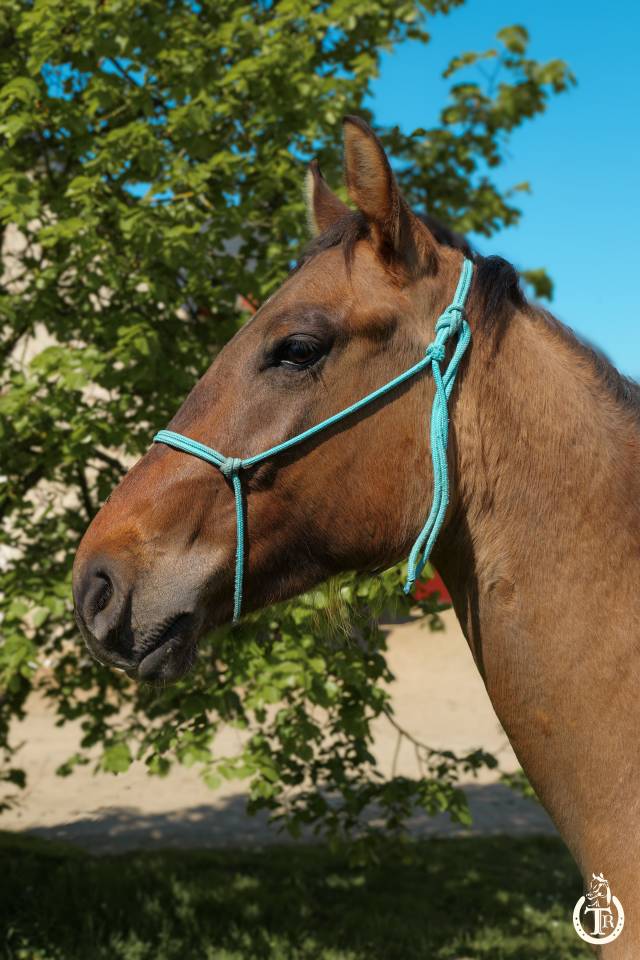 Castrone Paint Horse In vendita 2023 Dun ,  PWS SAWNY STAR (Q5978152)