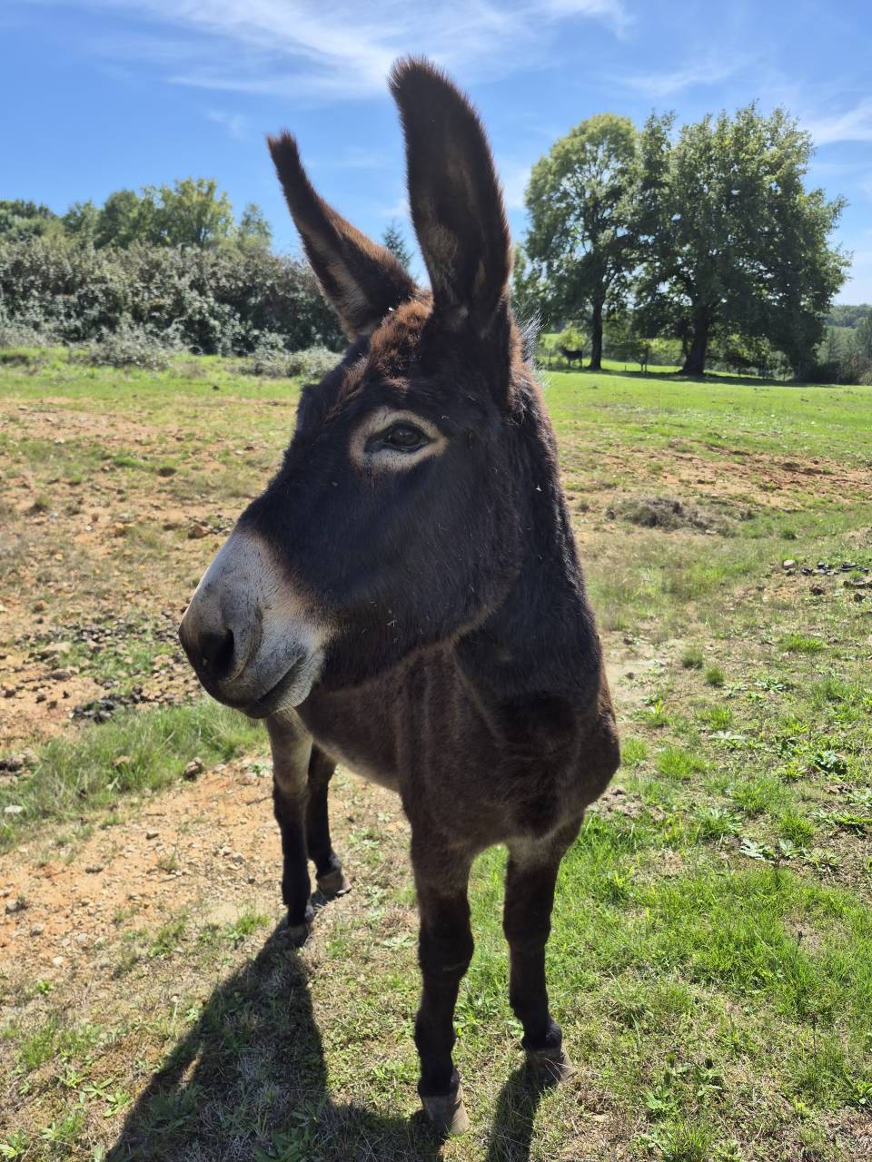 Asno Altre Razze di Asini In vendita 2023 Nero