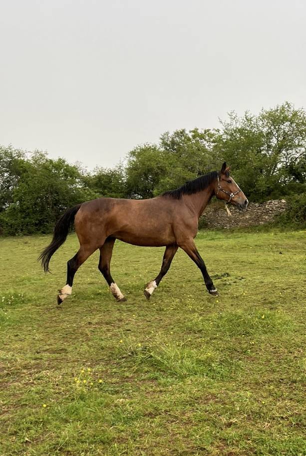 Cavalla Sella Francese In vendita 2007 Baio ,  QUICK STAR
