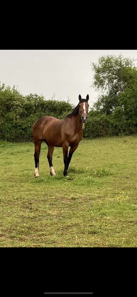 Cavalla Sella Francese In vendita 2007 Baio ,  QUICK STAR