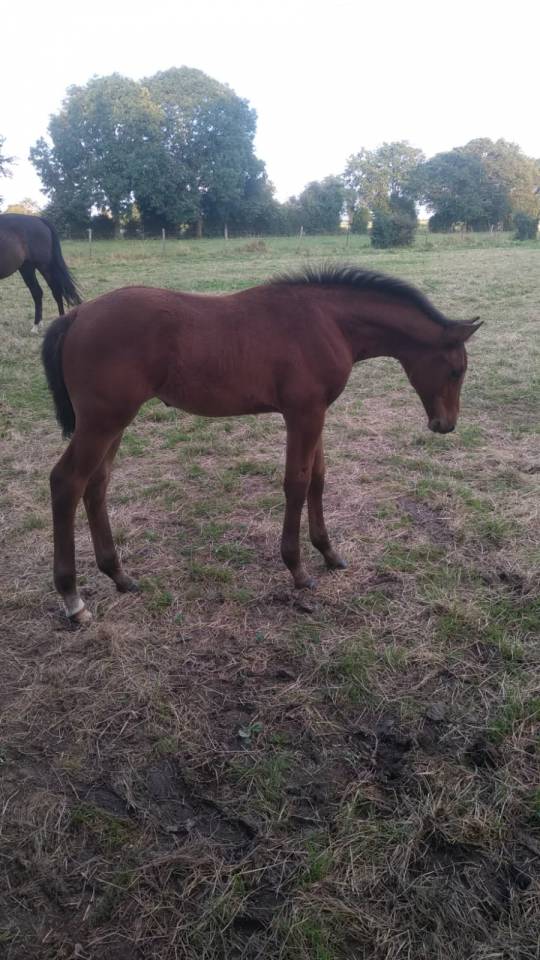 Cavalla Sella Francese In vendita 2024 Baio ,  Cooper van’t Heffinck