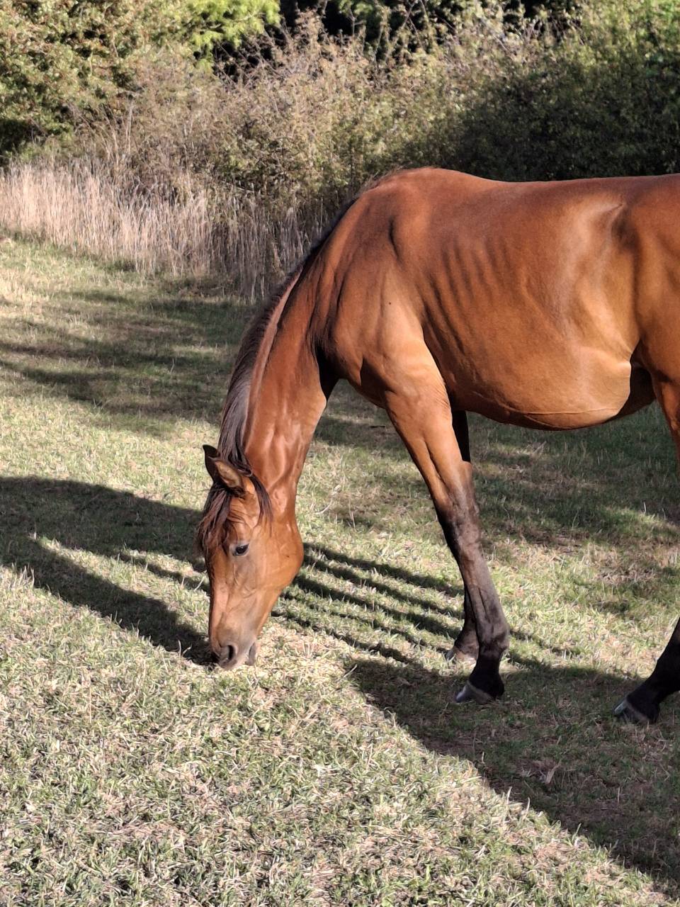 Cavalla Sella Francese In vendita 2024 Baio ,  Cooper van’t Heffinck