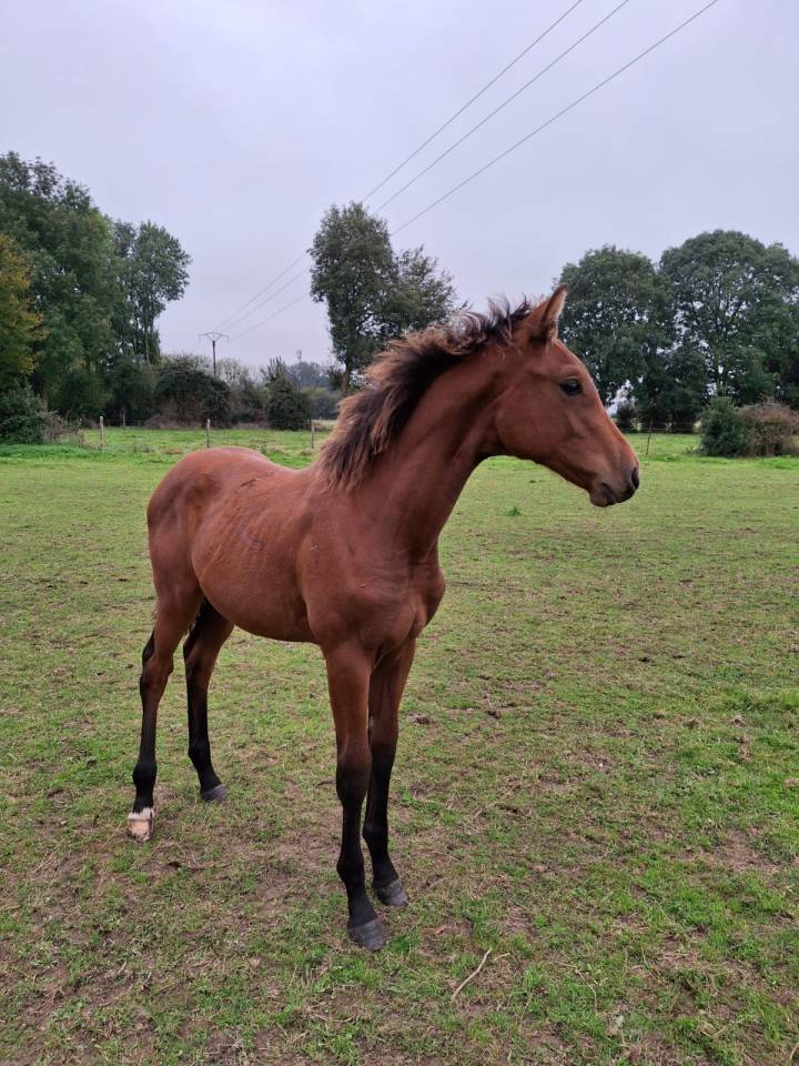 Cavalla Sella Francese In vendita 2024 Baio ,  Cooper van’t Heffinck