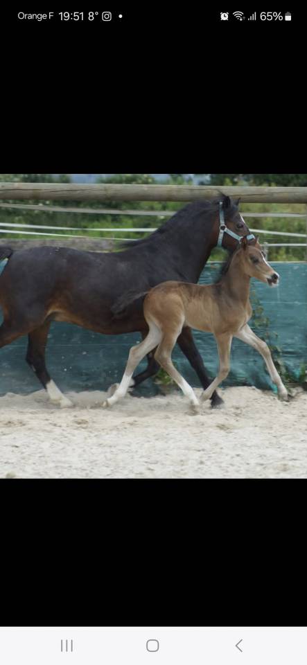 Castrone PFS Pony Francese da Sella In vendita 2024 Baio scuro ,  Izar de la Fosse