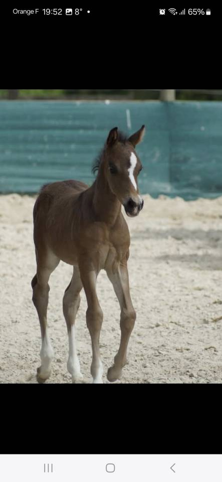 Castrone PFS Pony Francese da Sella In vendita 2024 Baio scuro ,  Izar de la Fosse