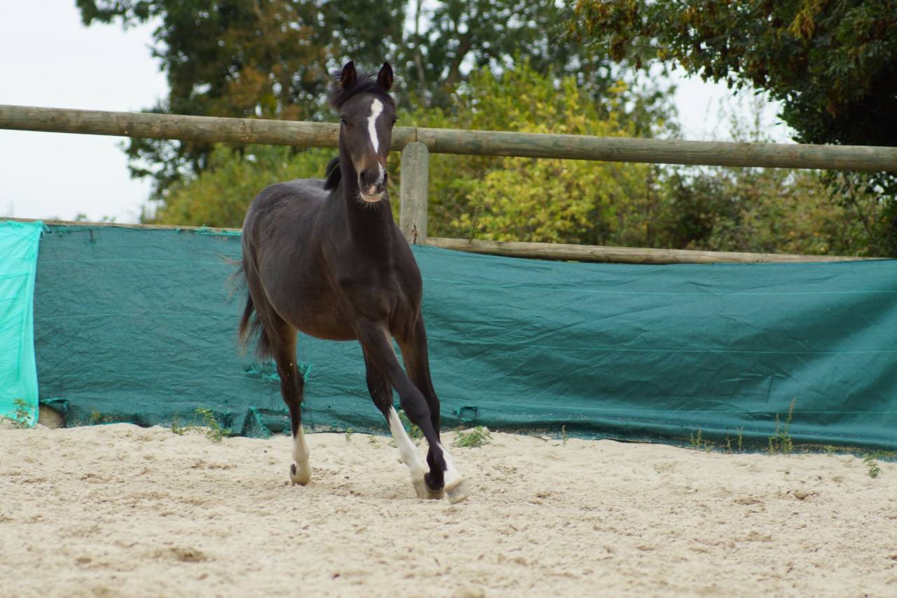 Castrone PFS Pony Francese da Sella In vendita 2024 Baio scuro ,  Izar de la Fosse