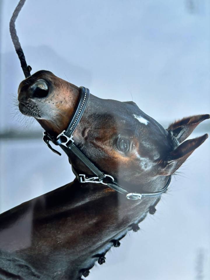 Puledro Sella Francese In vendita 2025 Baio scuro ,  BE SURE