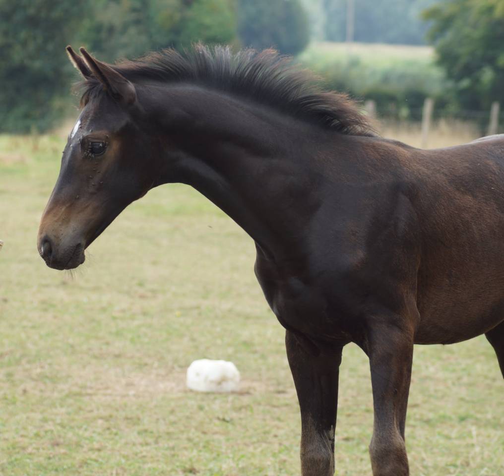 Puledro Sella Francese In vendita 2025 Baio scuro ,  BE SURE