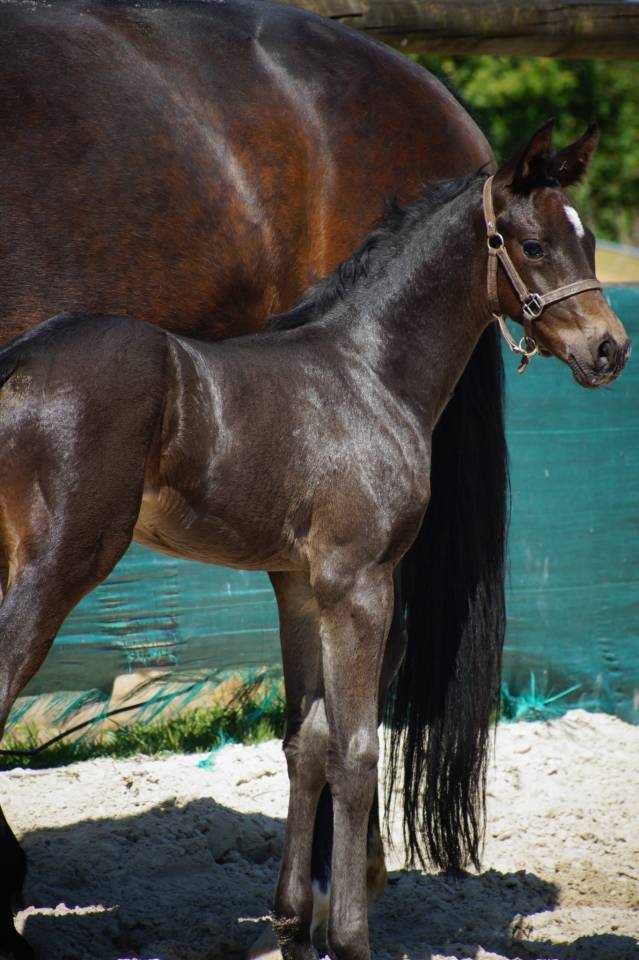 Puledro Sella Francese In vendita 2025 Baio scuro ,  BE SURE