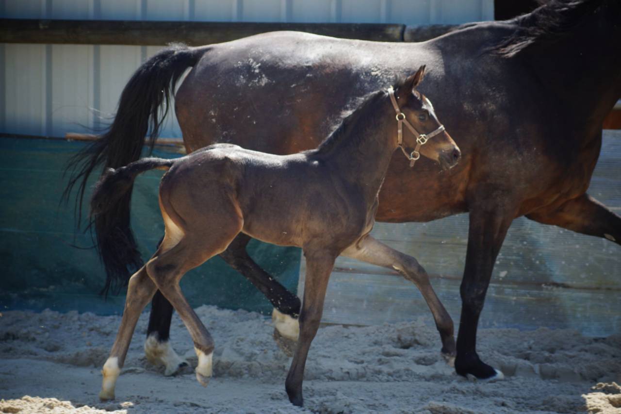 Puledro Sella Francese In vendita 2025 Baio scuro ,  BE SURE