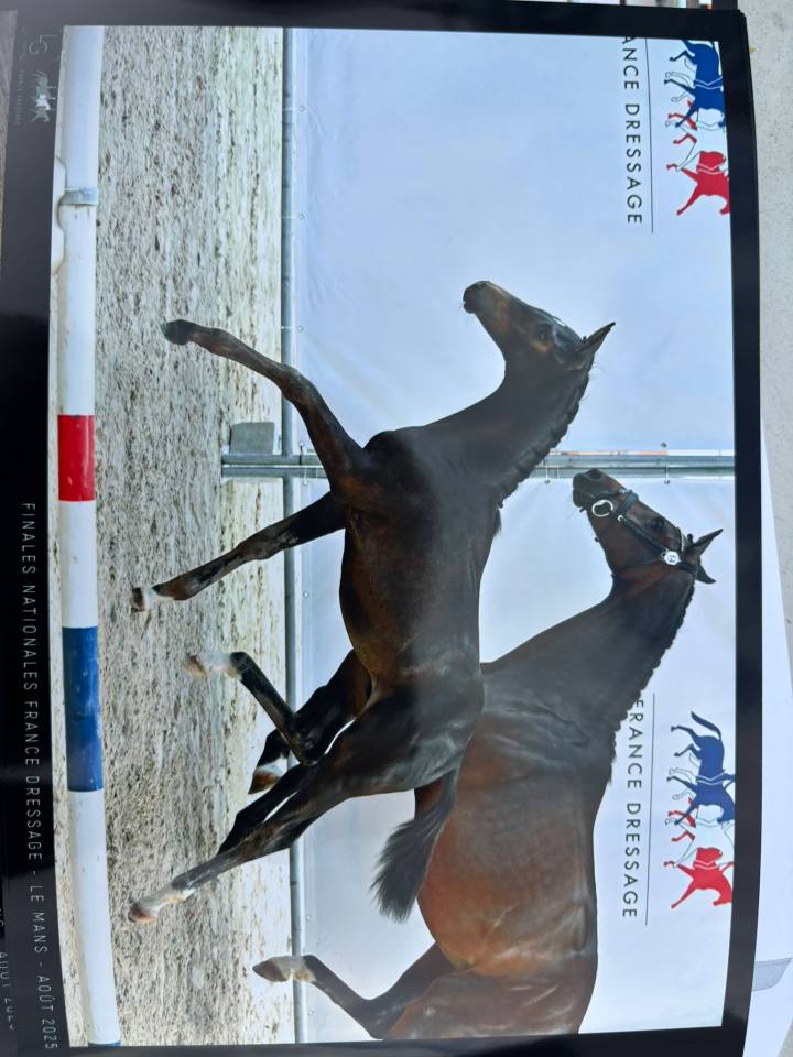 Puledro Sella Francese In vendita 2025 Baio scuro ,  BE SURE