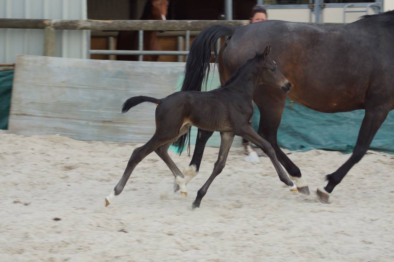 Puledro Sella Francese In vendita 2025 Baio scuro ,  BE SURE