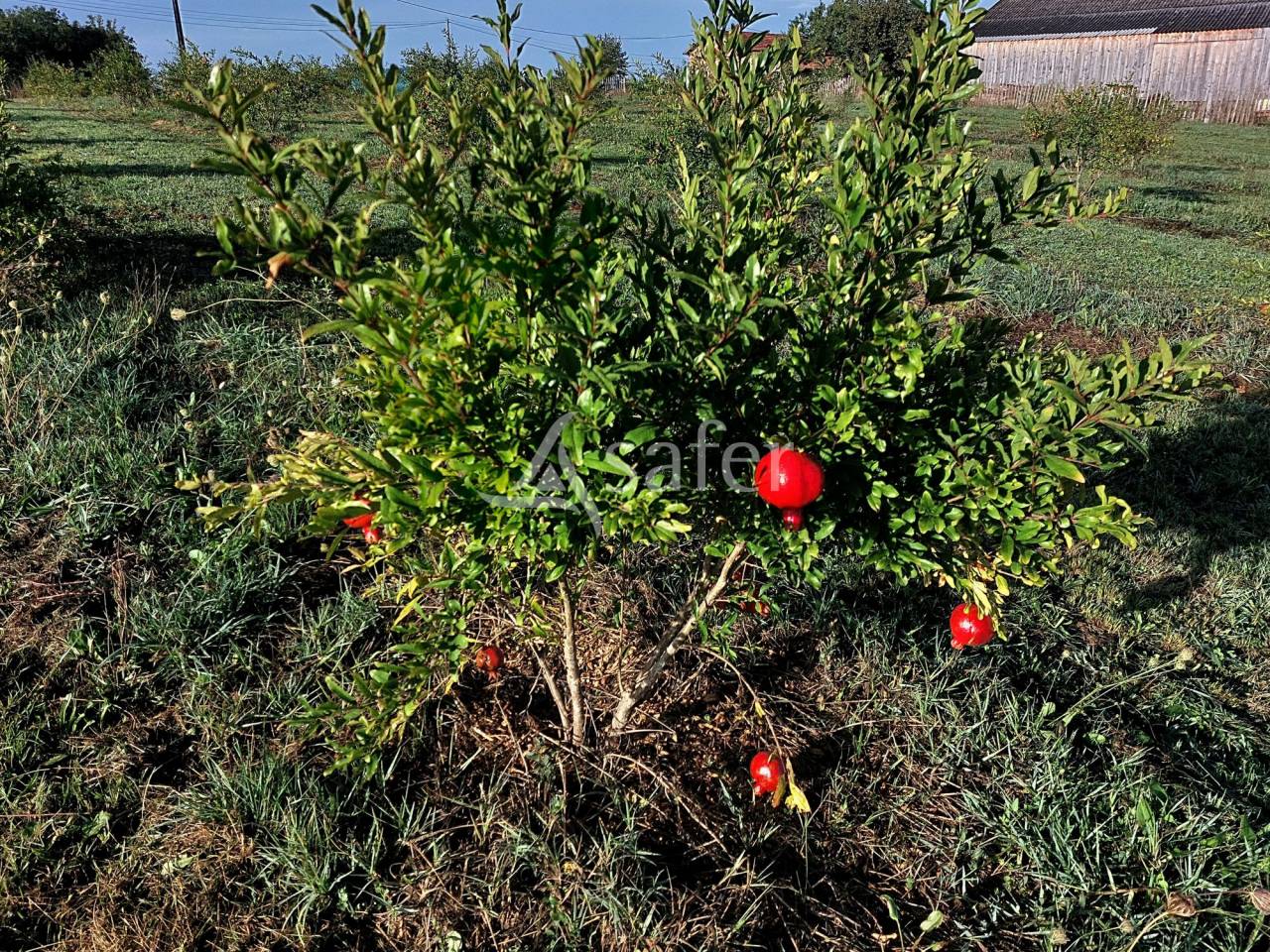 Azienda agricola In vendita Dordogne