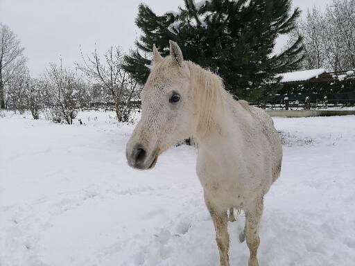 Pensione Cavalli vicino a Milano e Lodi