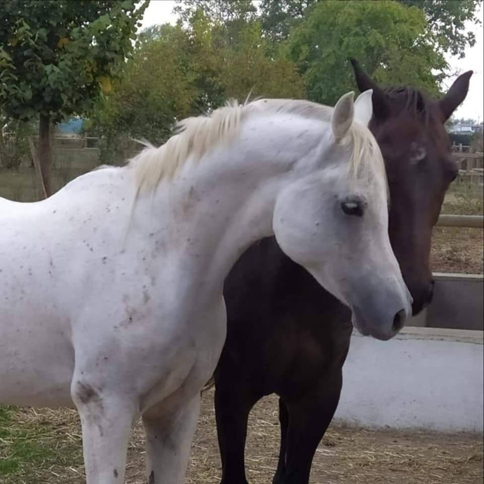 Pensione Cavalli vicino a Milano e Lodi