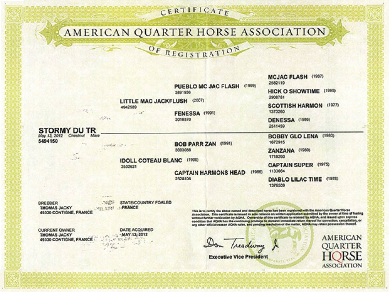 Cavalla Quarter Horse In vendita 2012 Sauro ,  LITTLE MAC JACKFLUSH