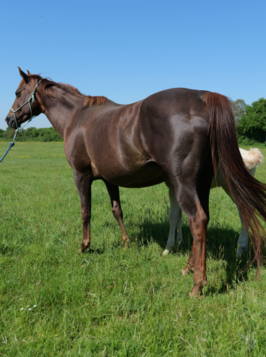 Cavalla Quarter Horse In vendita 2012 Sauro ,  LITTLE MAC JACKFLUSH