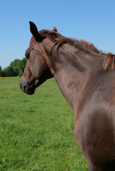 Cavalla Quarter Horse In vendita 2012 Sauro ,  LITTLE MAC JACKFLUSH