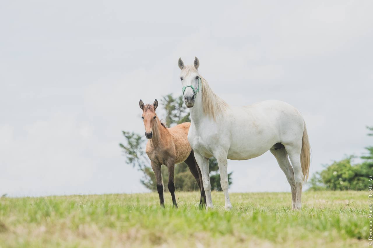 Puledra PRE Andaluso In vendita 2025 Grigio