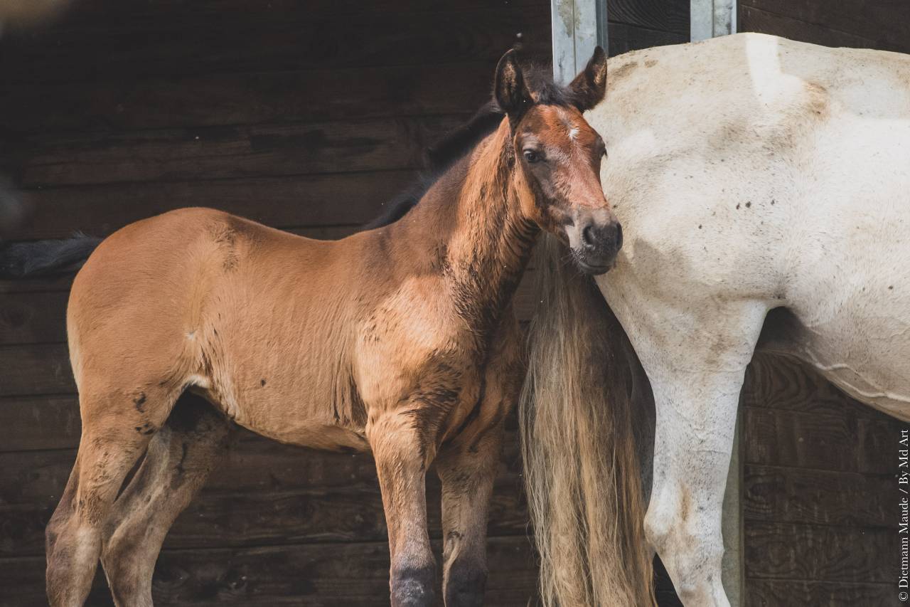 Puledra PRE Andaluso In vendita 2025 Grigio