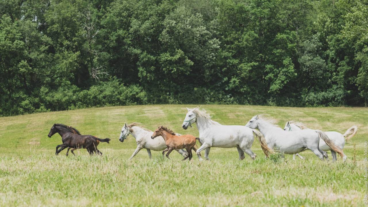 Puledra PRE Andaluso In vendita 2025 Grigio