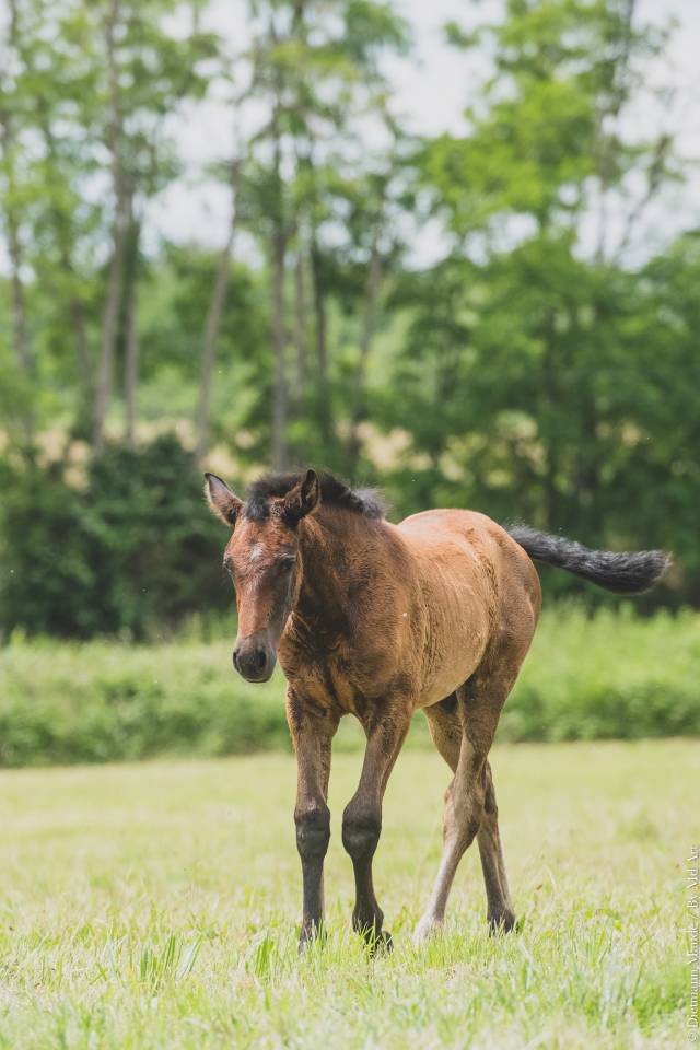 Puledra PRE Andaluso In vendita 2025 Grigio