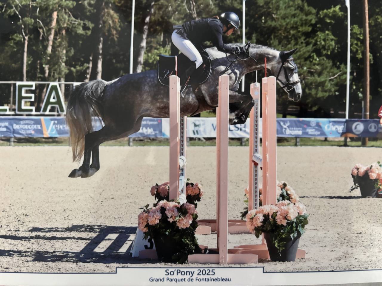 Cavalla PFS Pony Francese da Sella In vendita 2020 Grigio