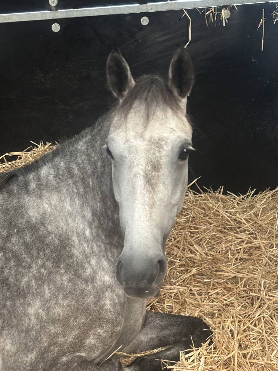 Cavalla PFS Pony Francese da Sella In vendita 2020 Grigio