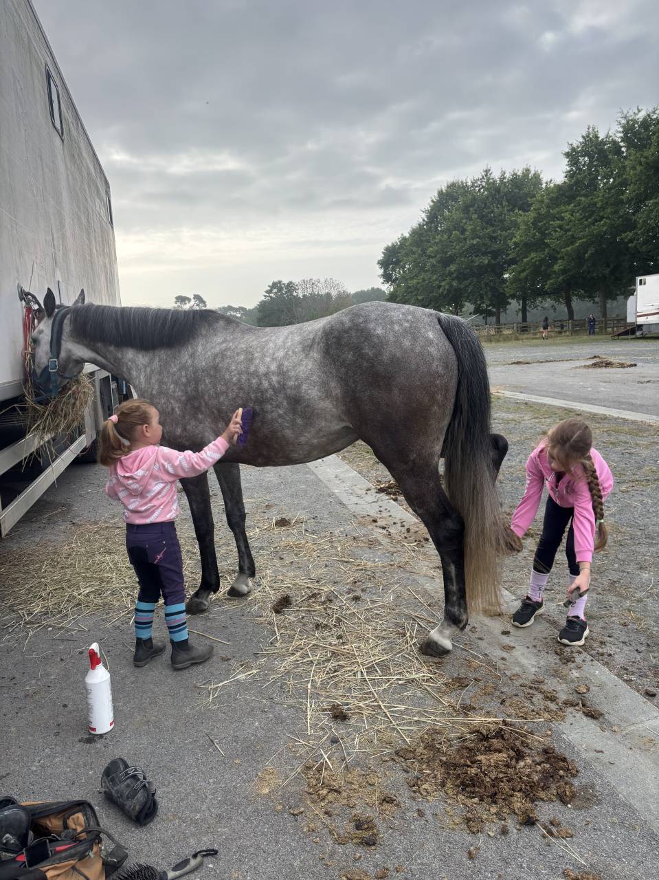 Cavalla PFS Pony Francese da Sella In vendita 2020 Grigio