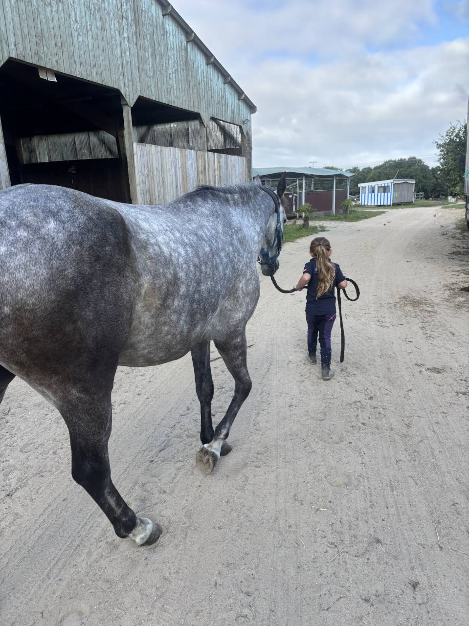 Cavalla PFS Pony Francese da Sella In vendita 2020 Grigio
