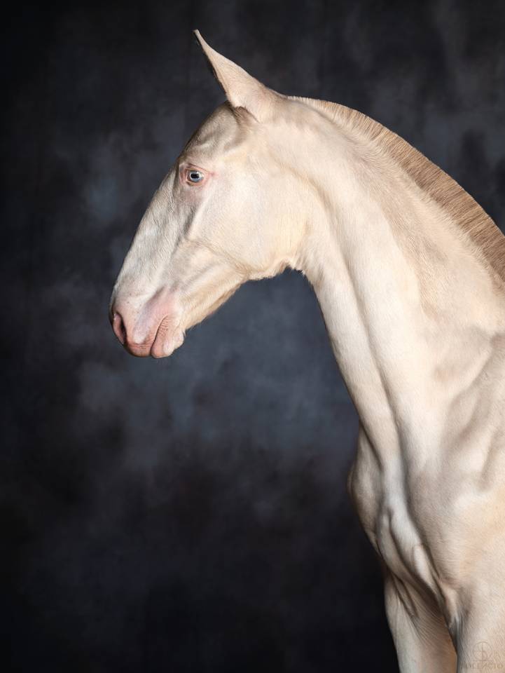 Puledro Lusitano In vendita 2024 Crema ,  Violino do retiro