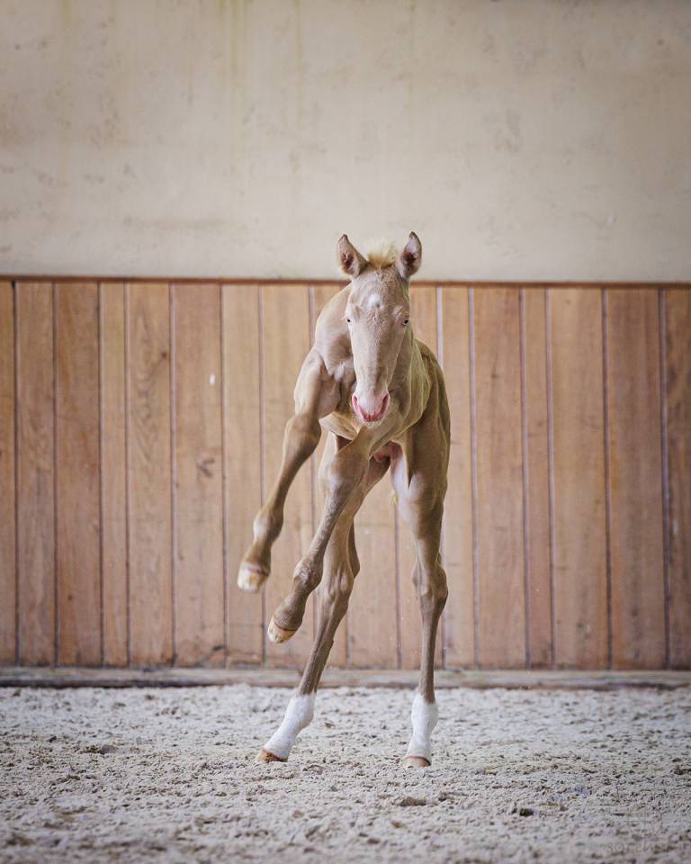 Puledro Lusitano In vendita 2024 Crema ,  Violino do retiro