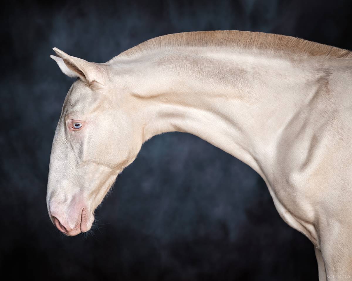 Puledro Lusitano In vendita 2024 Crema ,  Violino do retiro