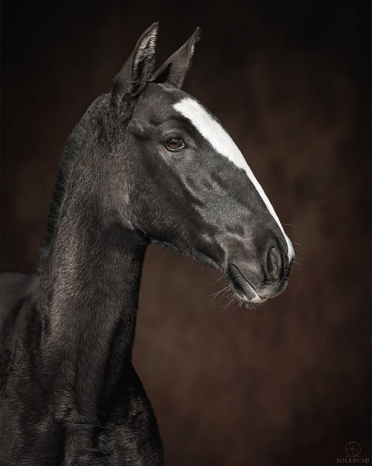 Puledro Lusitano In vendita 2024 Nero ,  Ouro JCL
