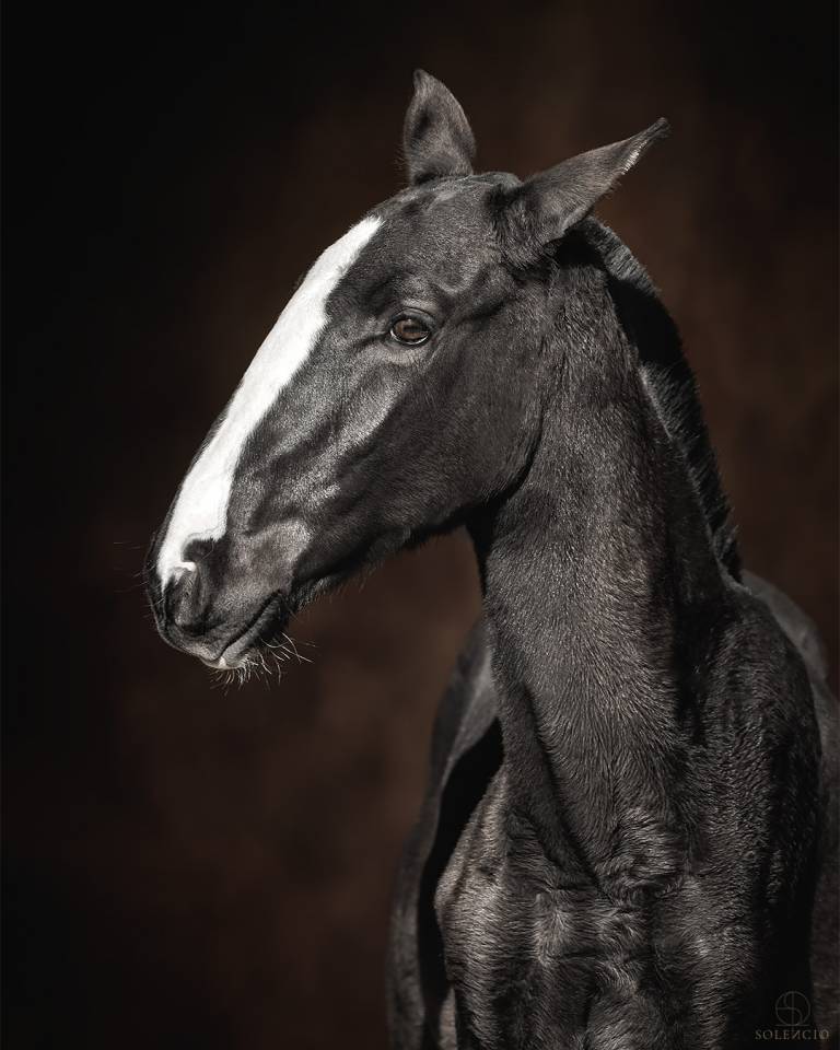 Puledro Lusitano In vendita 2024 Nero ,  Ouro JCL