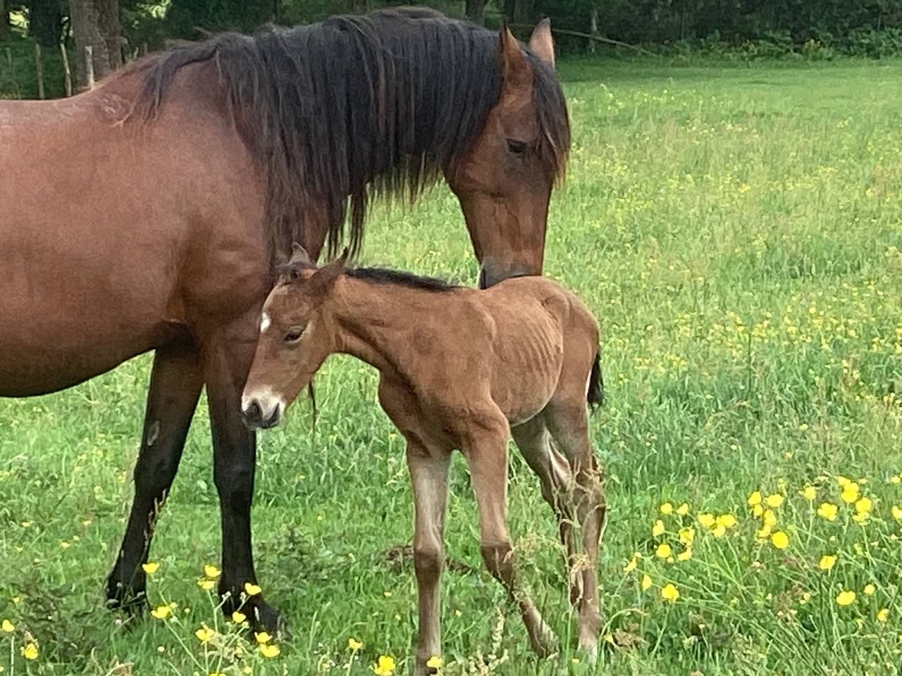 Puledra Lusitano In vendita 2025 Baio ,  Pablo du chalet