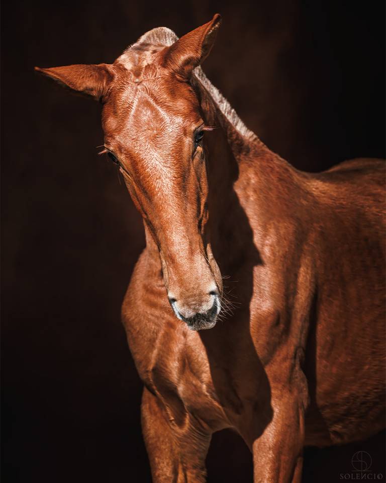 Puledra Lusitano In vendita 2024 Sauro ,  Ouro JCL