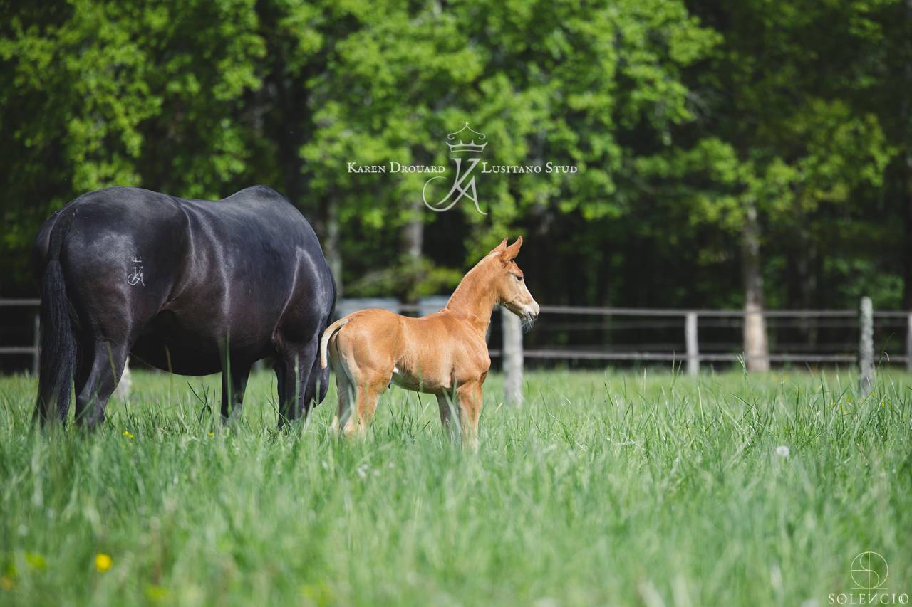 Puledro Lusitano In vendita 2023 Sauro ,  Ouro JCL