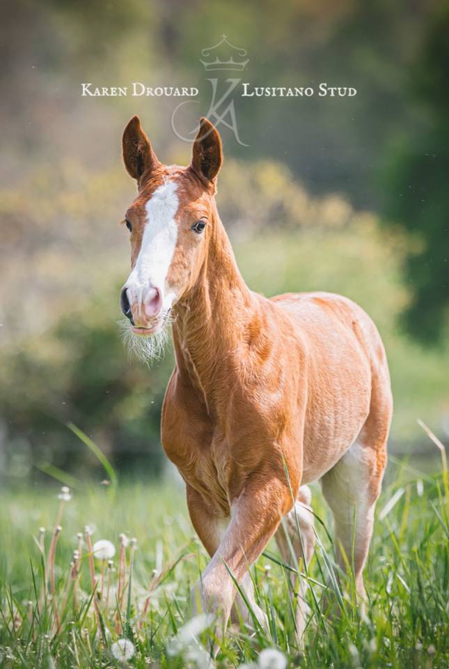 Puledro Lusitano In vendita 2023 Sauro ,  Ouro JCL
