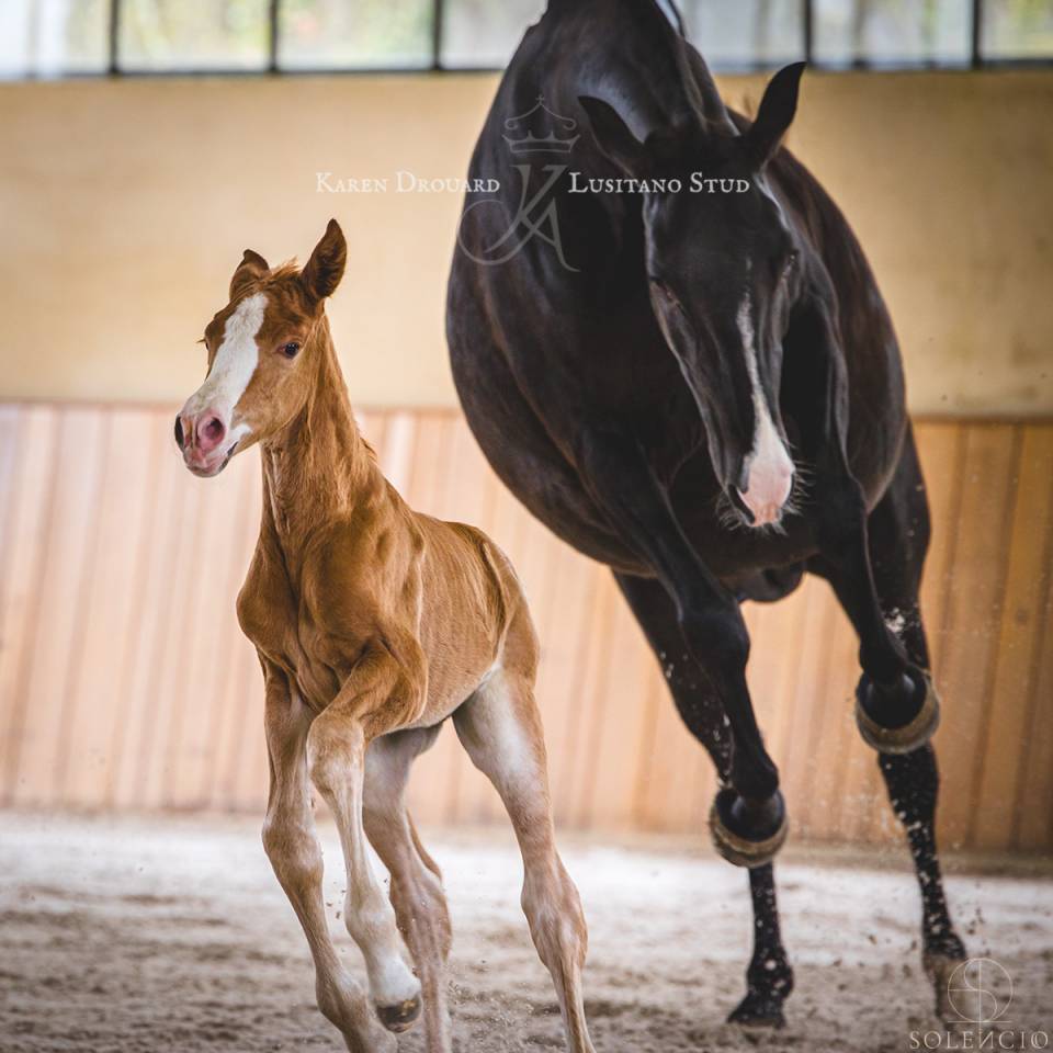 Puledro Lusitano In vendita 2023 Sauro ,  Ouro JCL