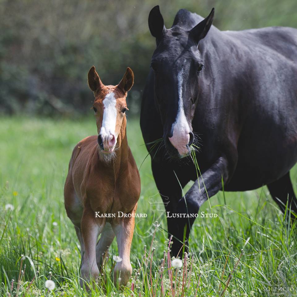 Puledro Lusitano In vendita 2023 Sauro ,  Ouro JCL