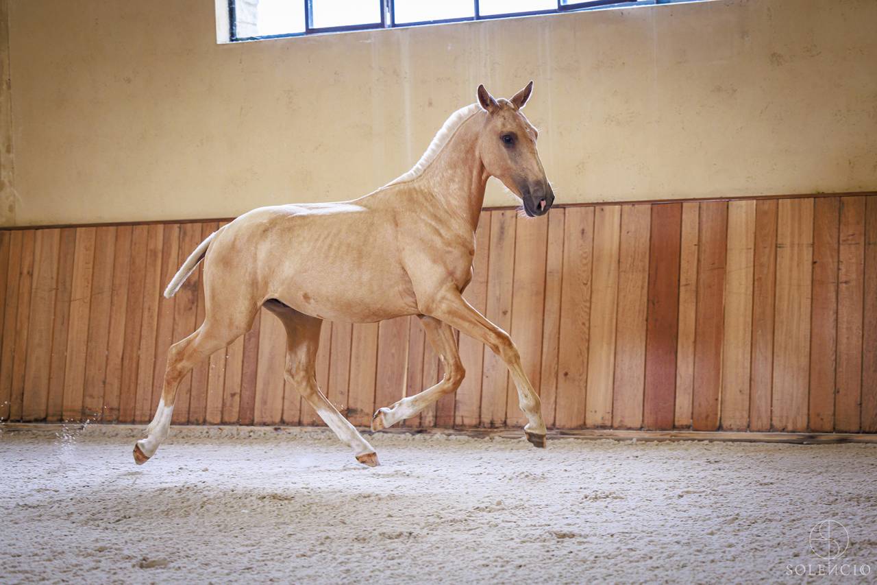 Puledro Lusitano In vendita 2023 Palomino ,  Ouro JCL