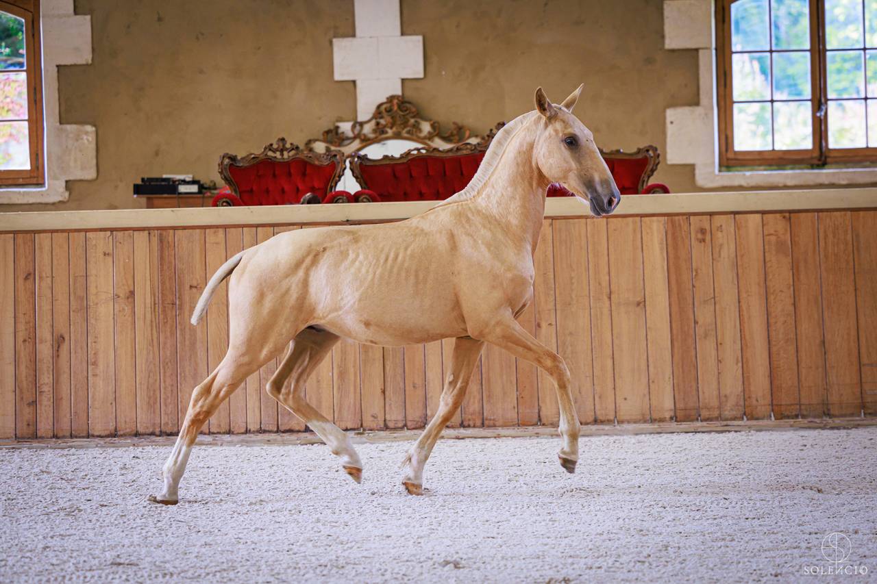 Puledro Lusitano In vendita 2023 Palomino ,  Ouro JCL