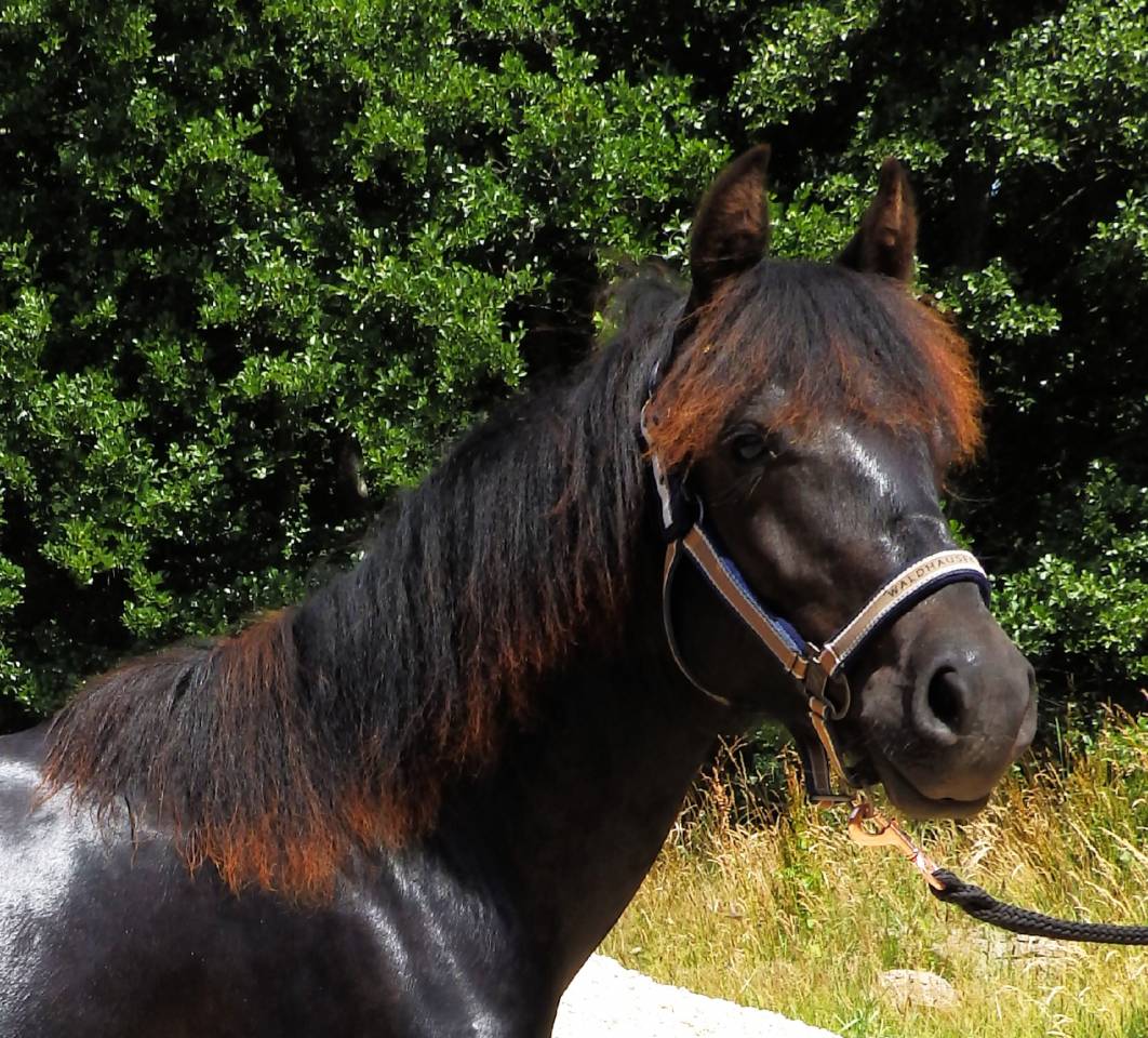 Castrone Pottok In vendita 2024 Nero