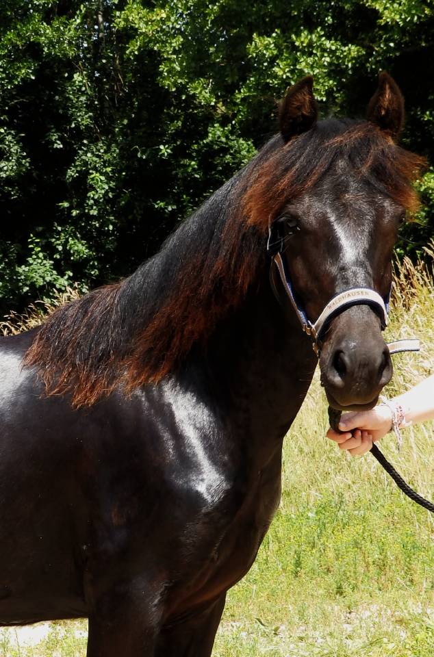 Castrone Pottok In vendita 2024 Nero