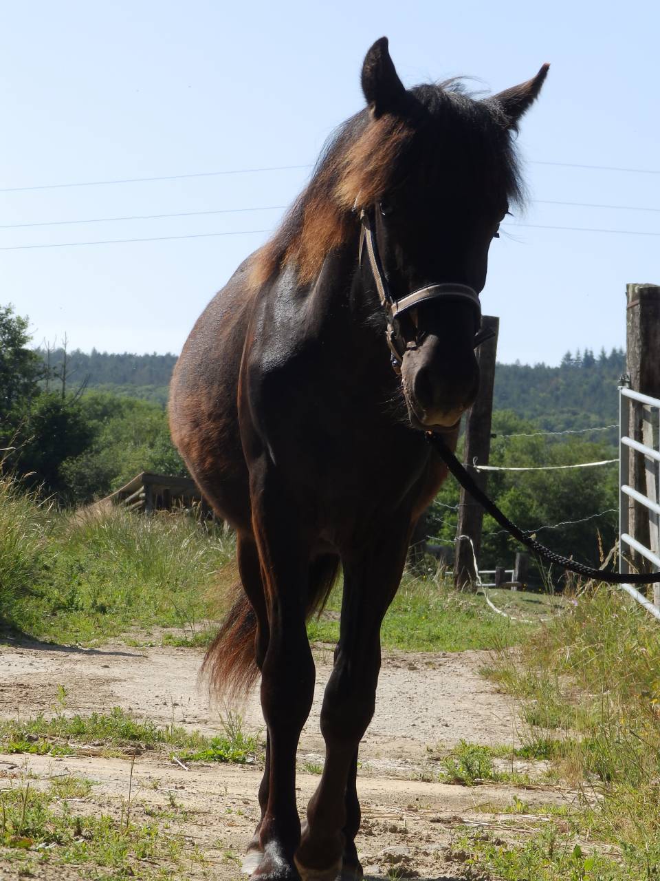 Castrone Pottok In vendita 2024 Nero