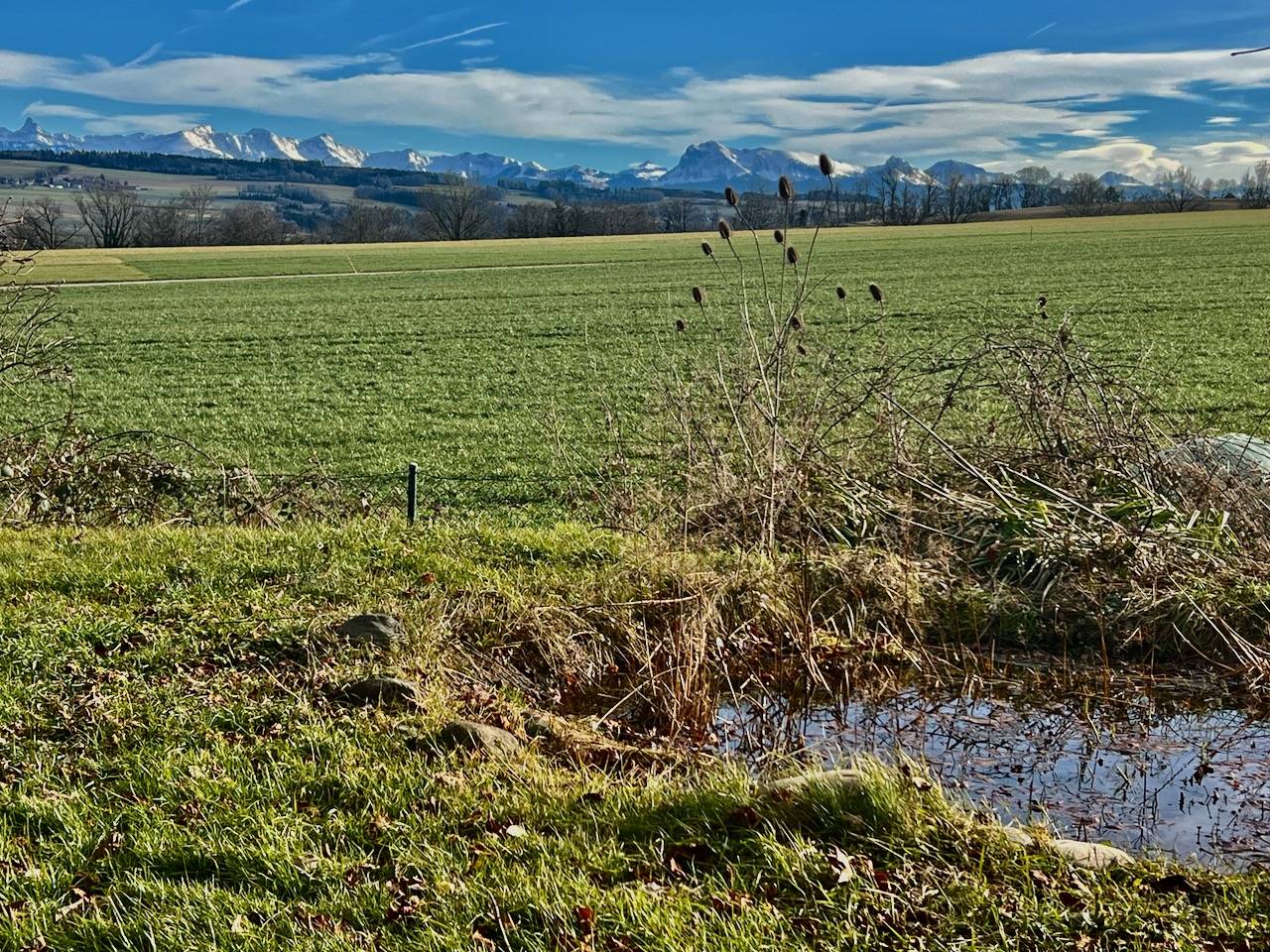 Azienda equestre In vendita Fribourg