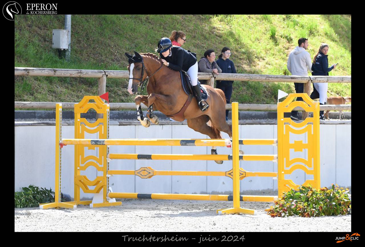 Castrone Sella Francese In vendita 2016 Sauro ,  QUIWI DREAM