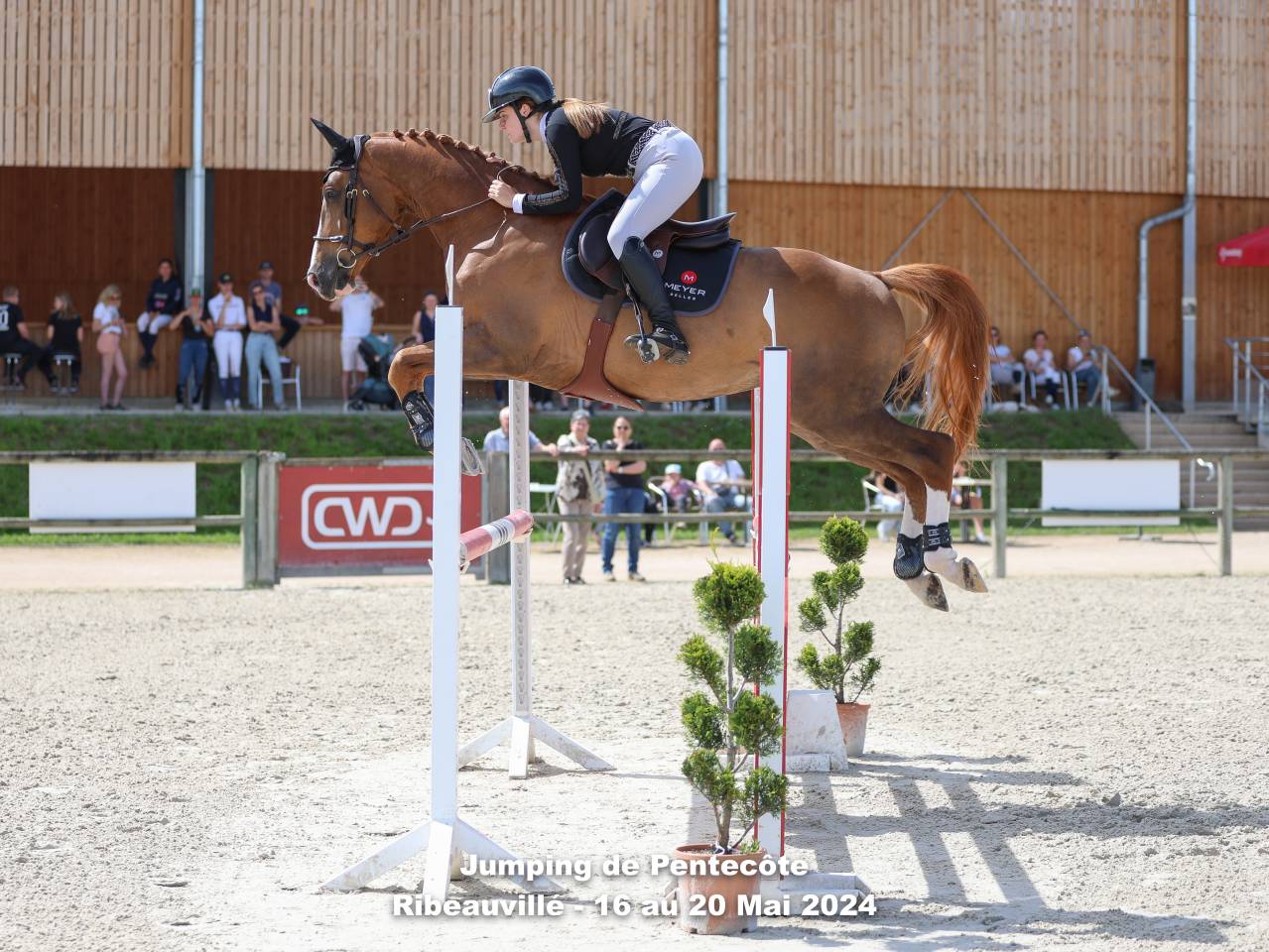 Castrone Sella Francese In vendita 2016 Sauro ,  QUIWI DREAM